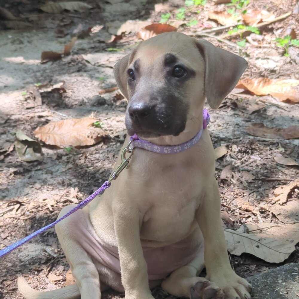 Meet your Posher, Josie